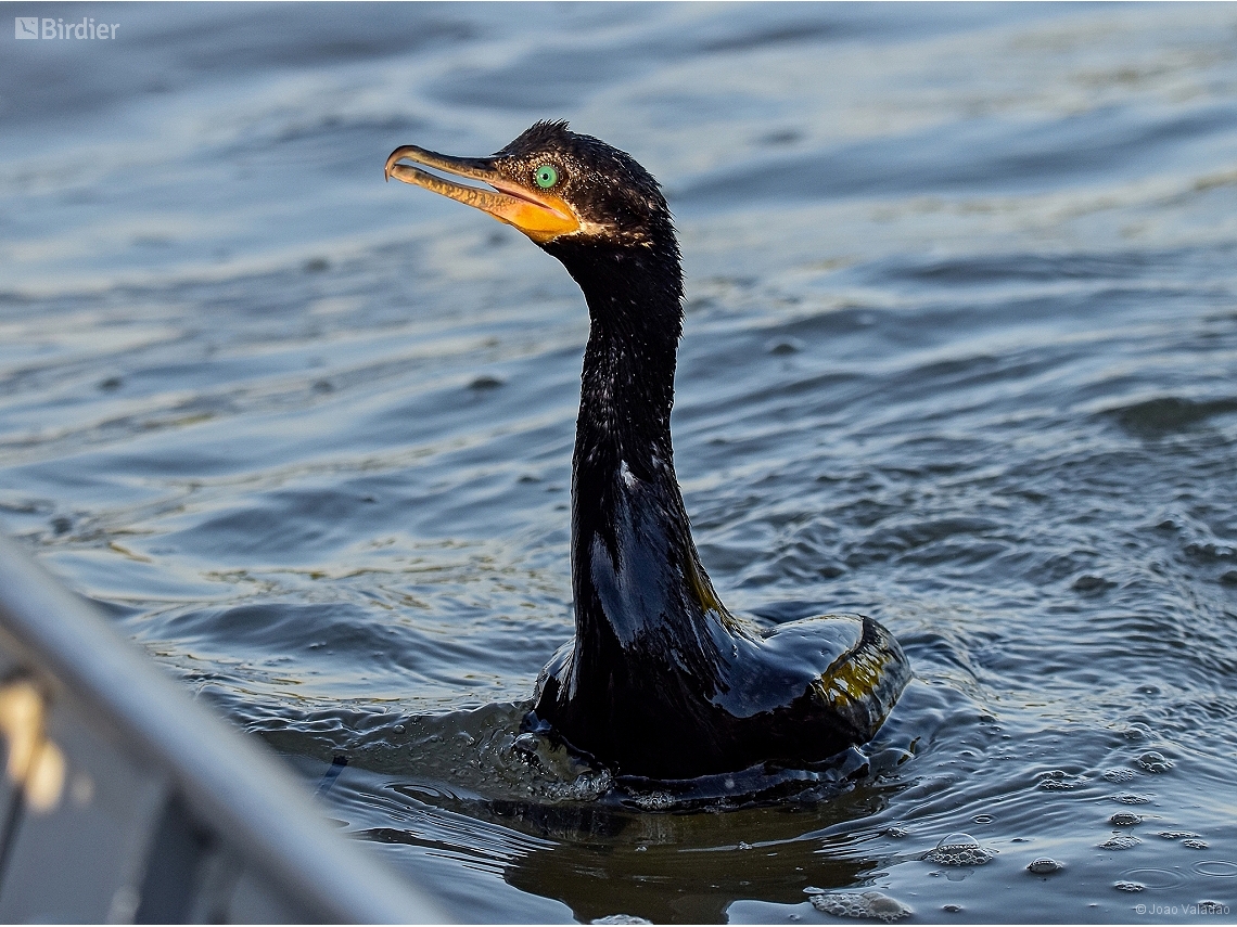 Nannopterum brasilianum