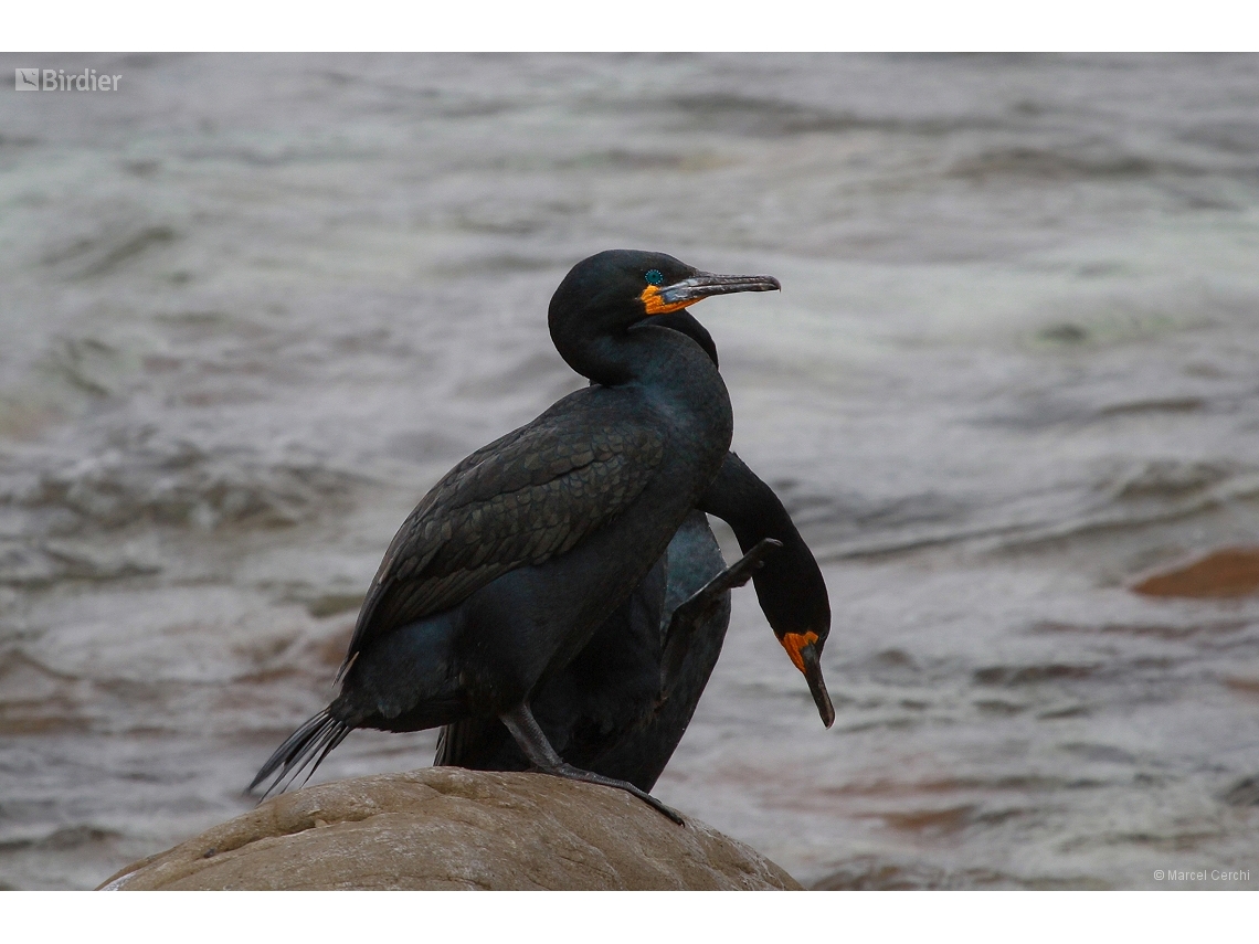 Phalacrocorax capensis