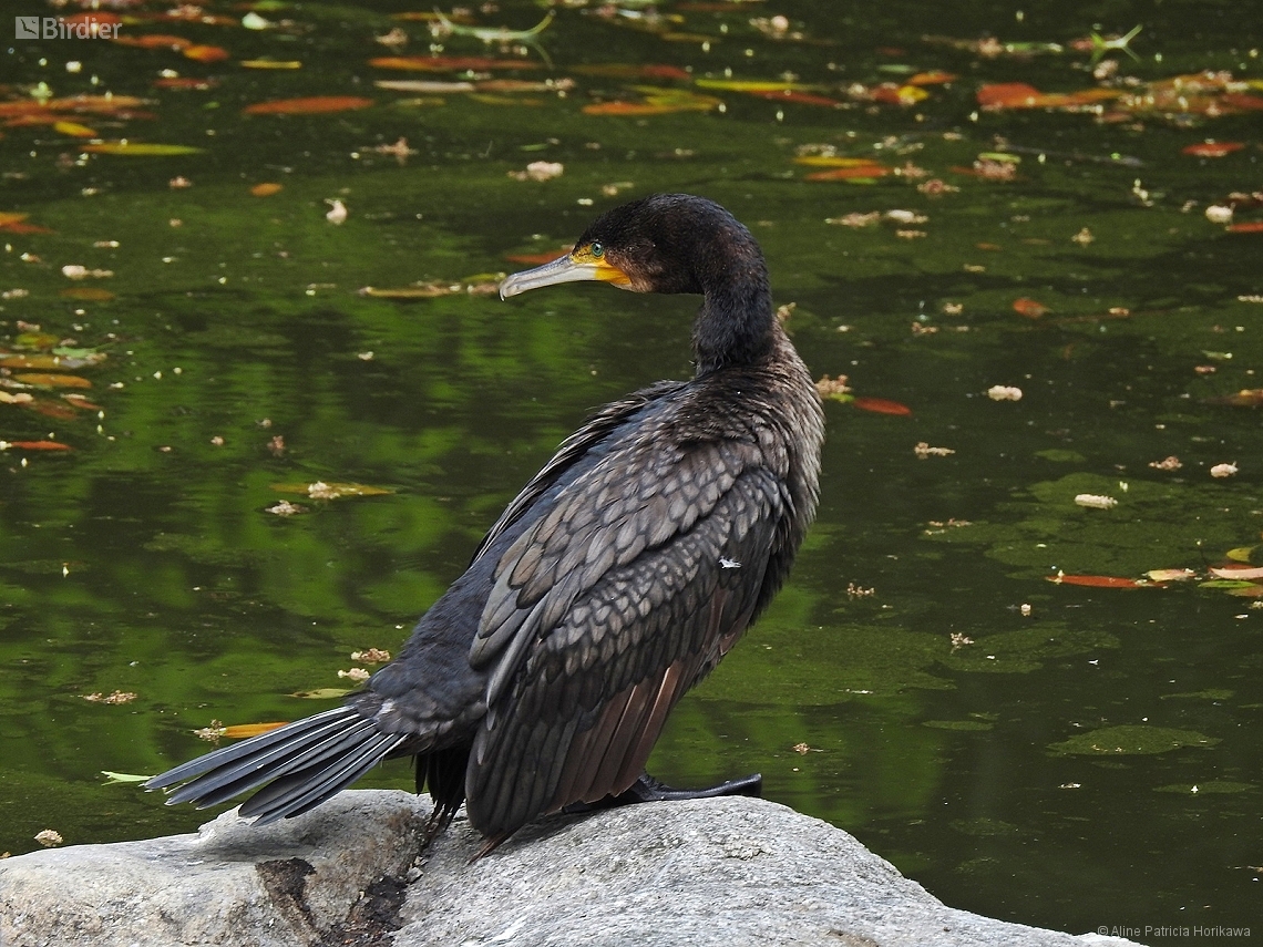 Phalacrocorax capillatus