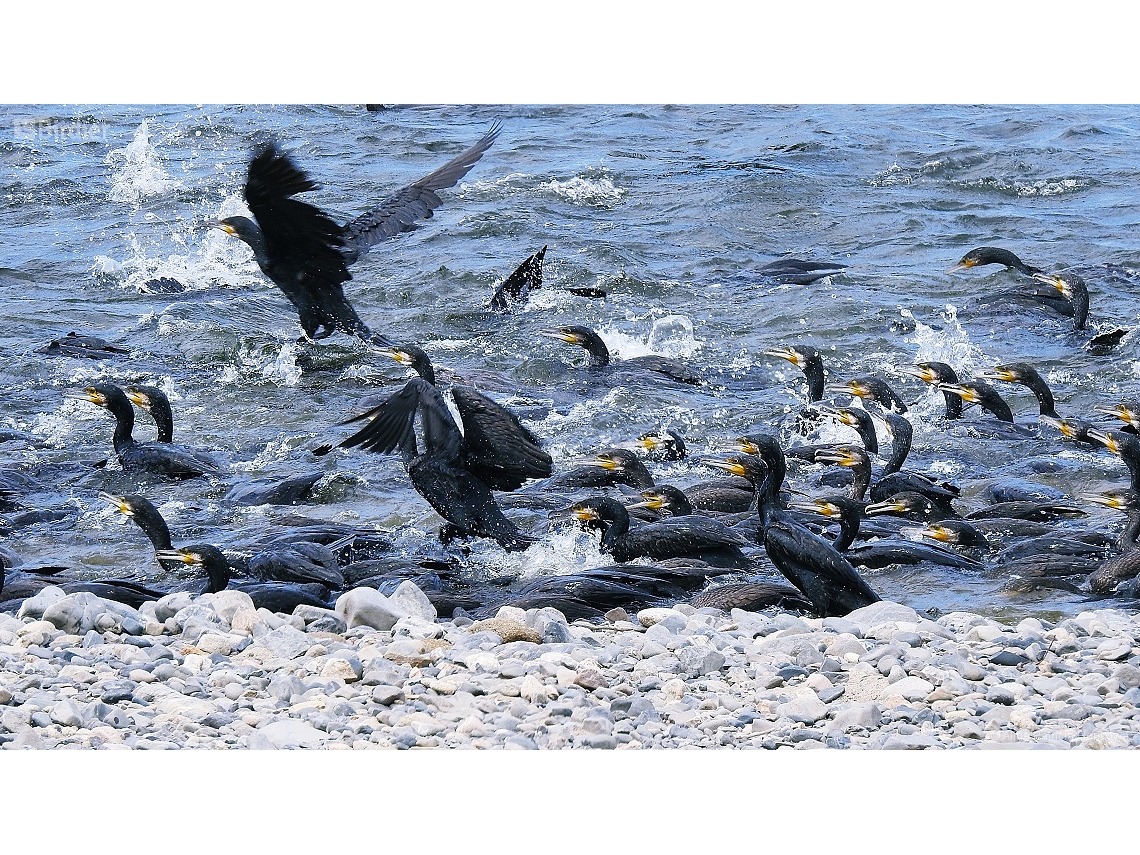 Phalacrocorax capillatus