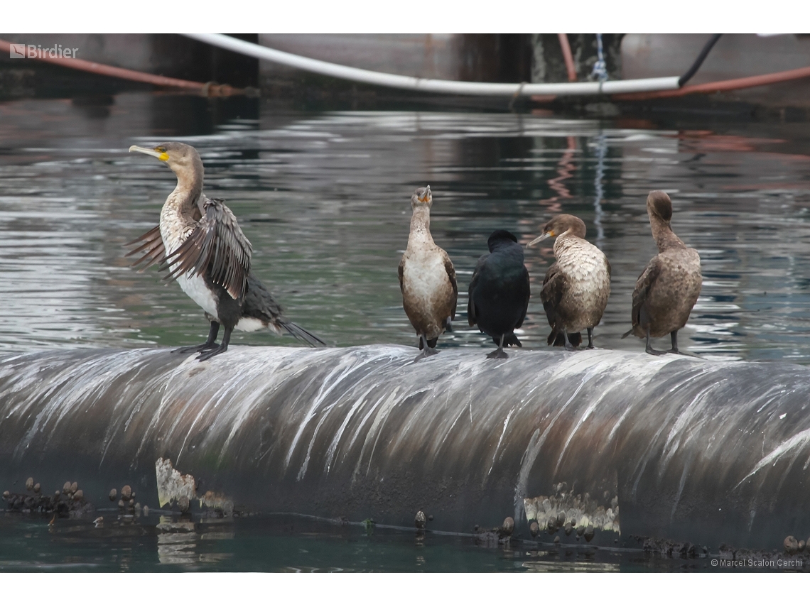 Phalacrocorax carbo