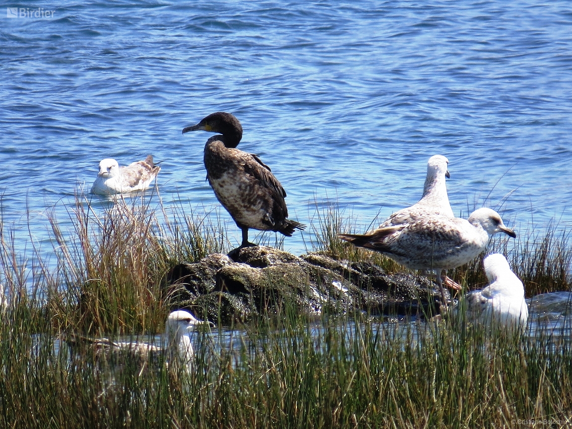 Phalacrocorax carbo