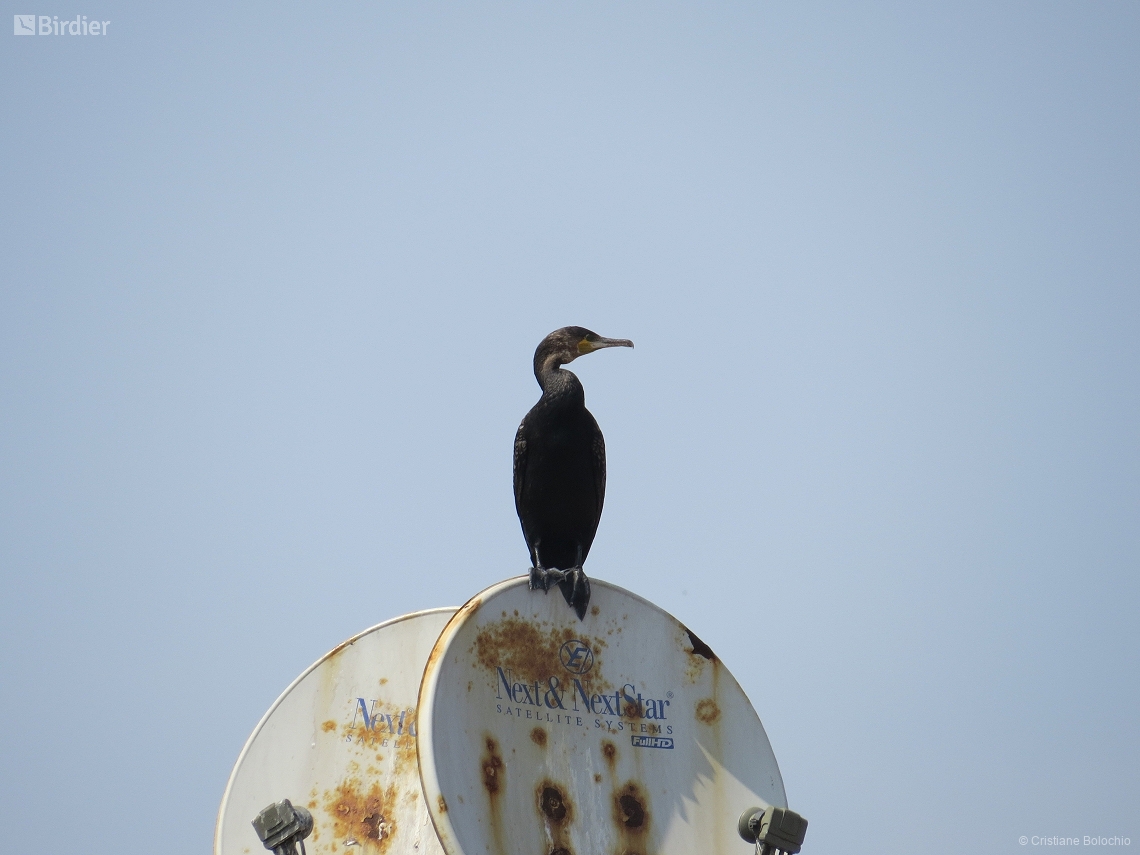 Phalacrocorax carbo