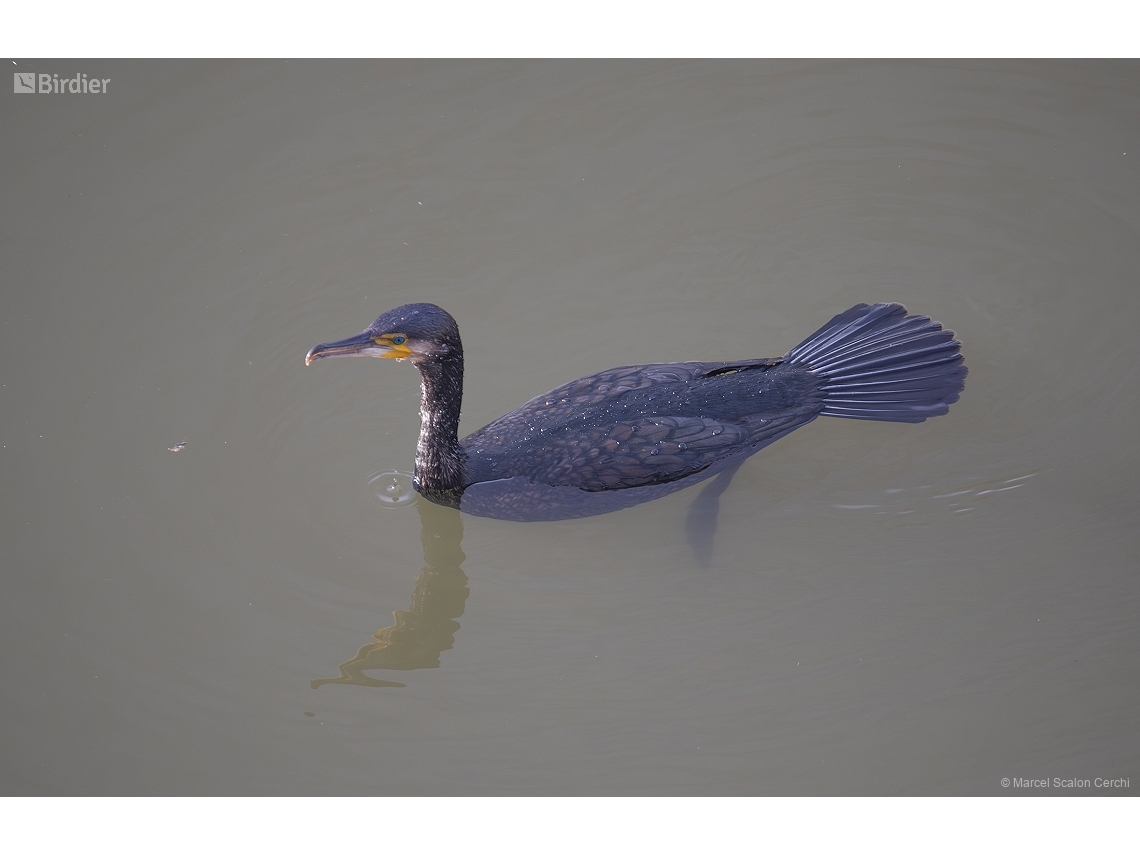 Phalacrocorax carbo