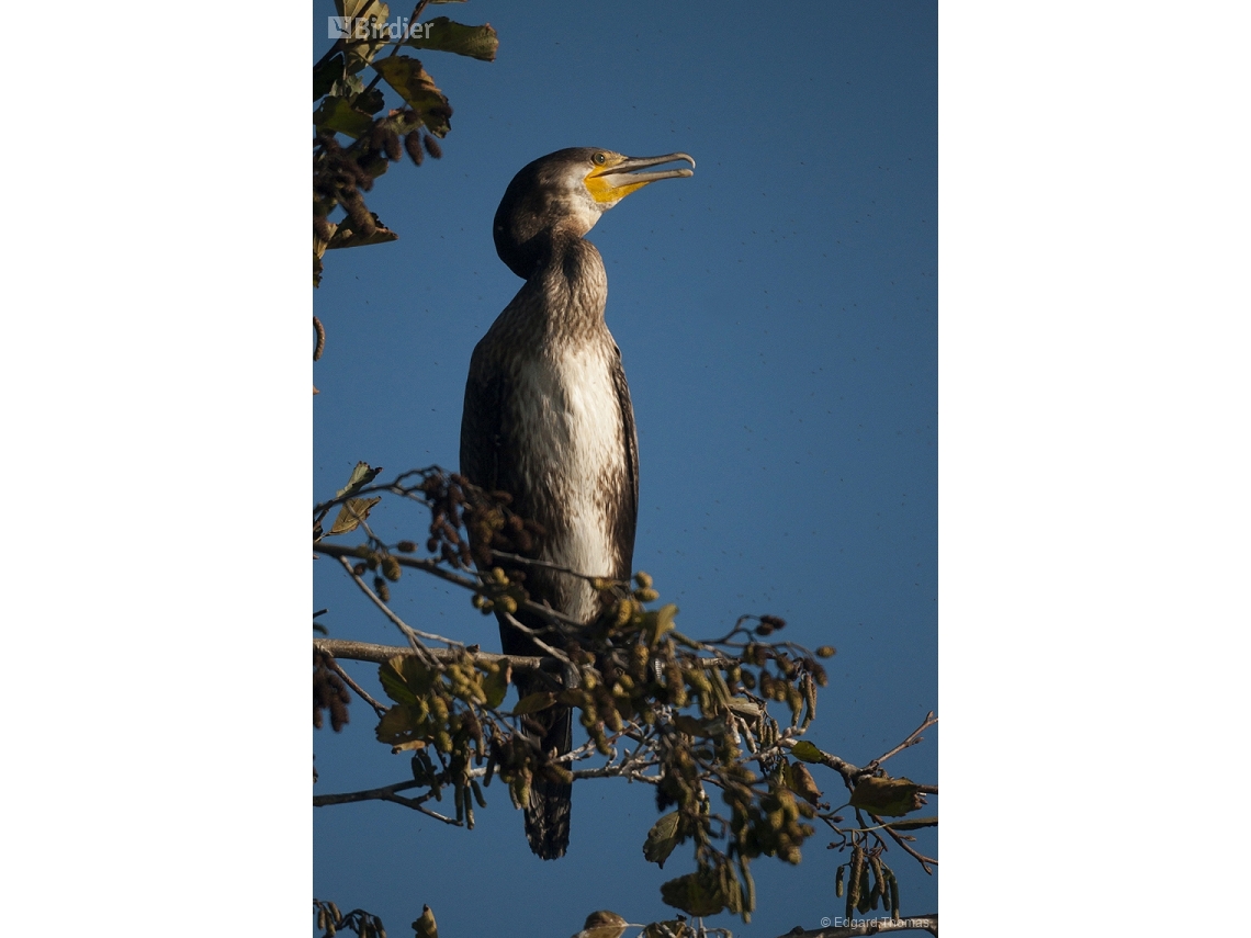 Phalacrocorax carbo