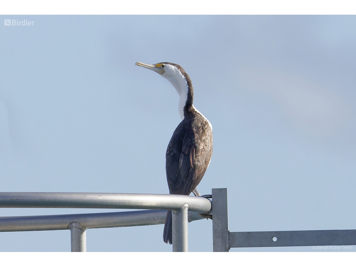 Phalacrocorax varius