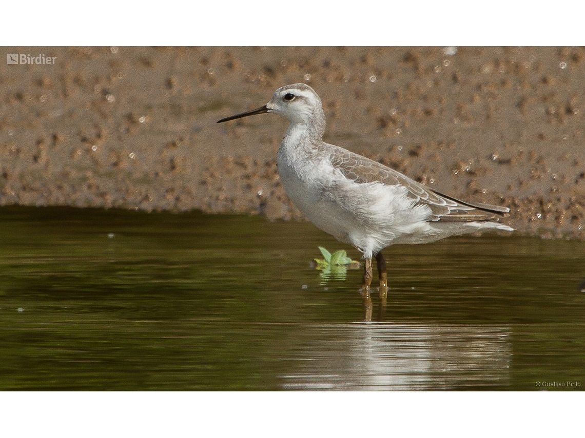 Phalaropus tricolor