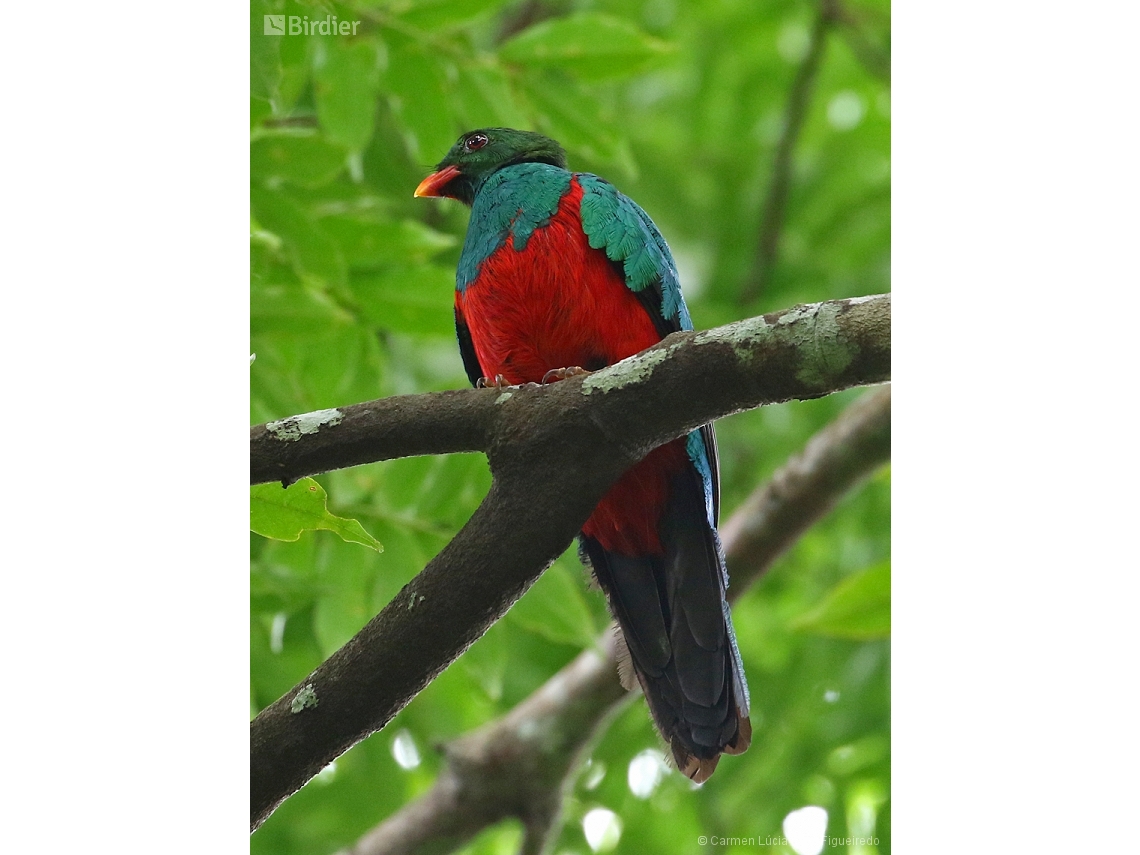 Pharomachrus pavoninus