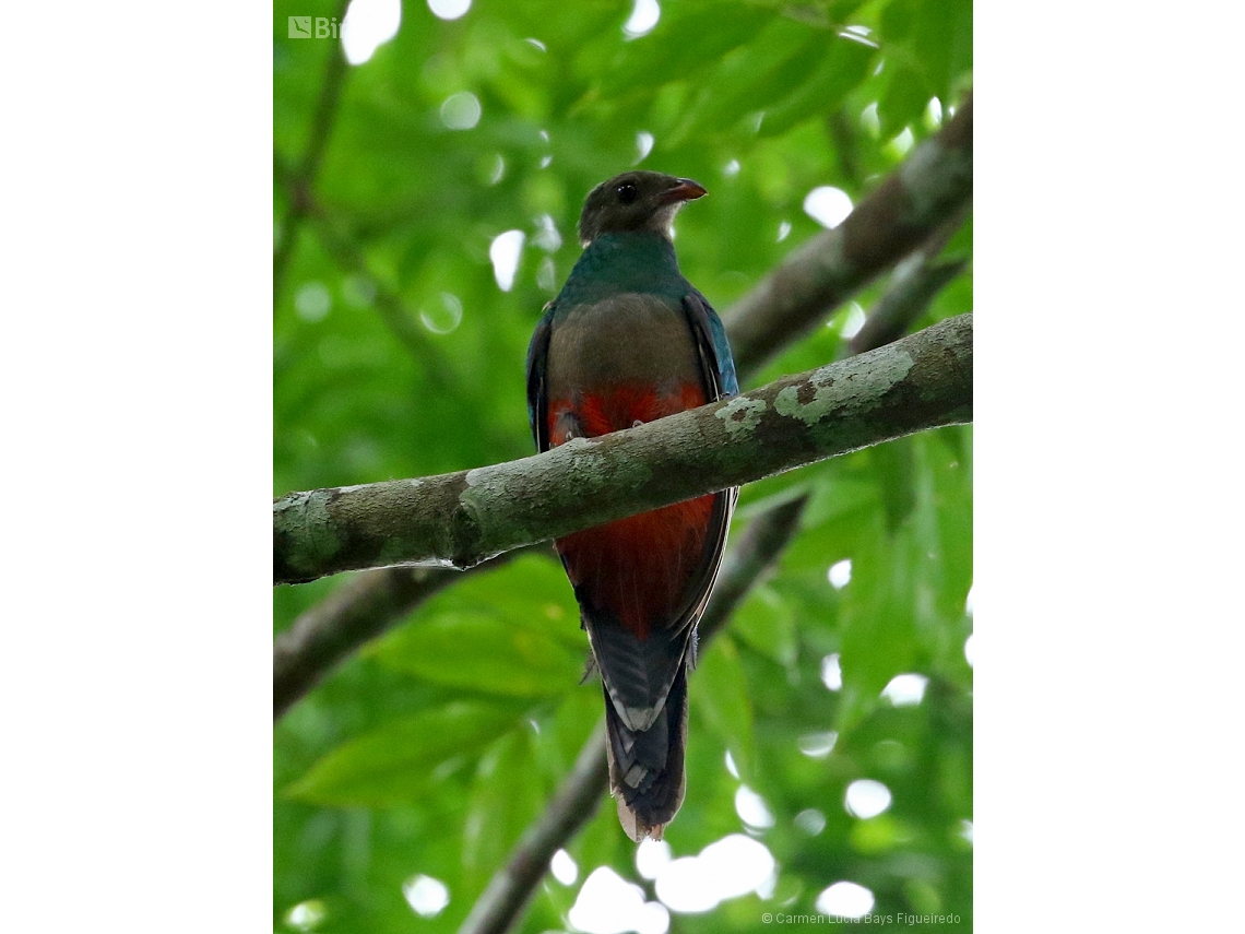 Pharomachrus pavoninus