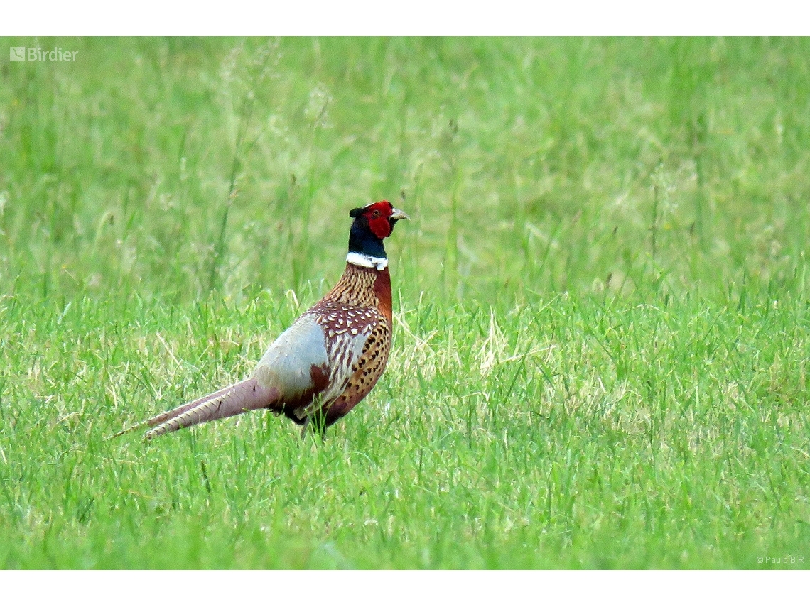 Phasianus colchicus