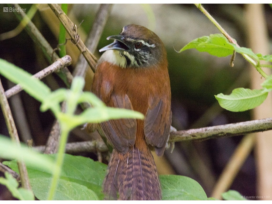 Pheugopedius genibarbis