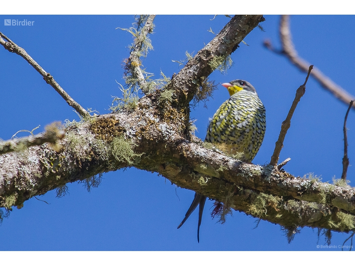 Phibalura flavirostris