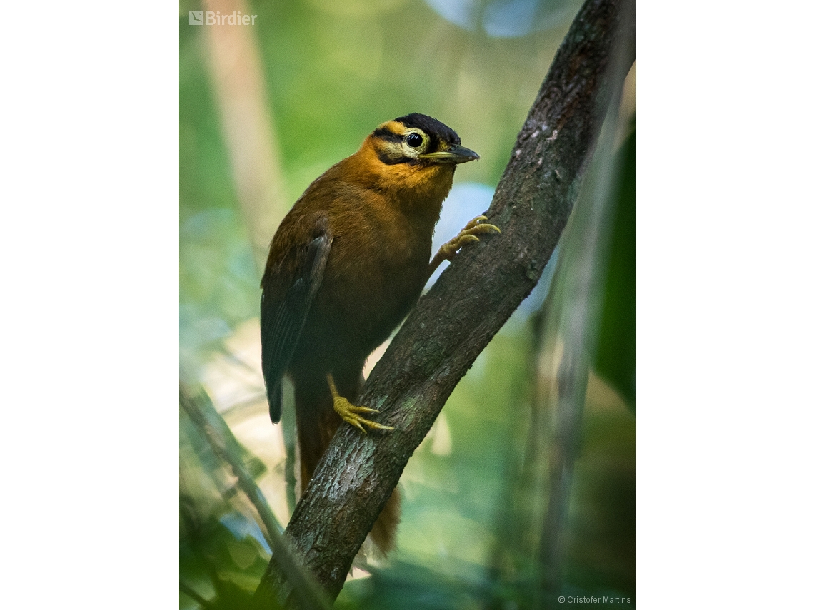 Philydor atricapillus