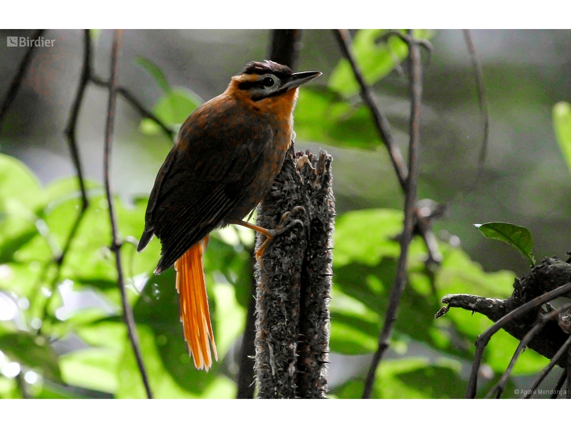 Philydor atricapillus