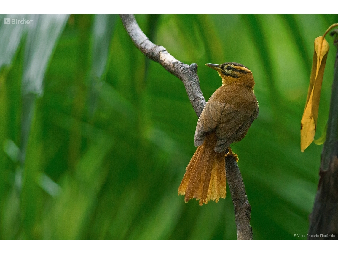 Philydor atricapillus