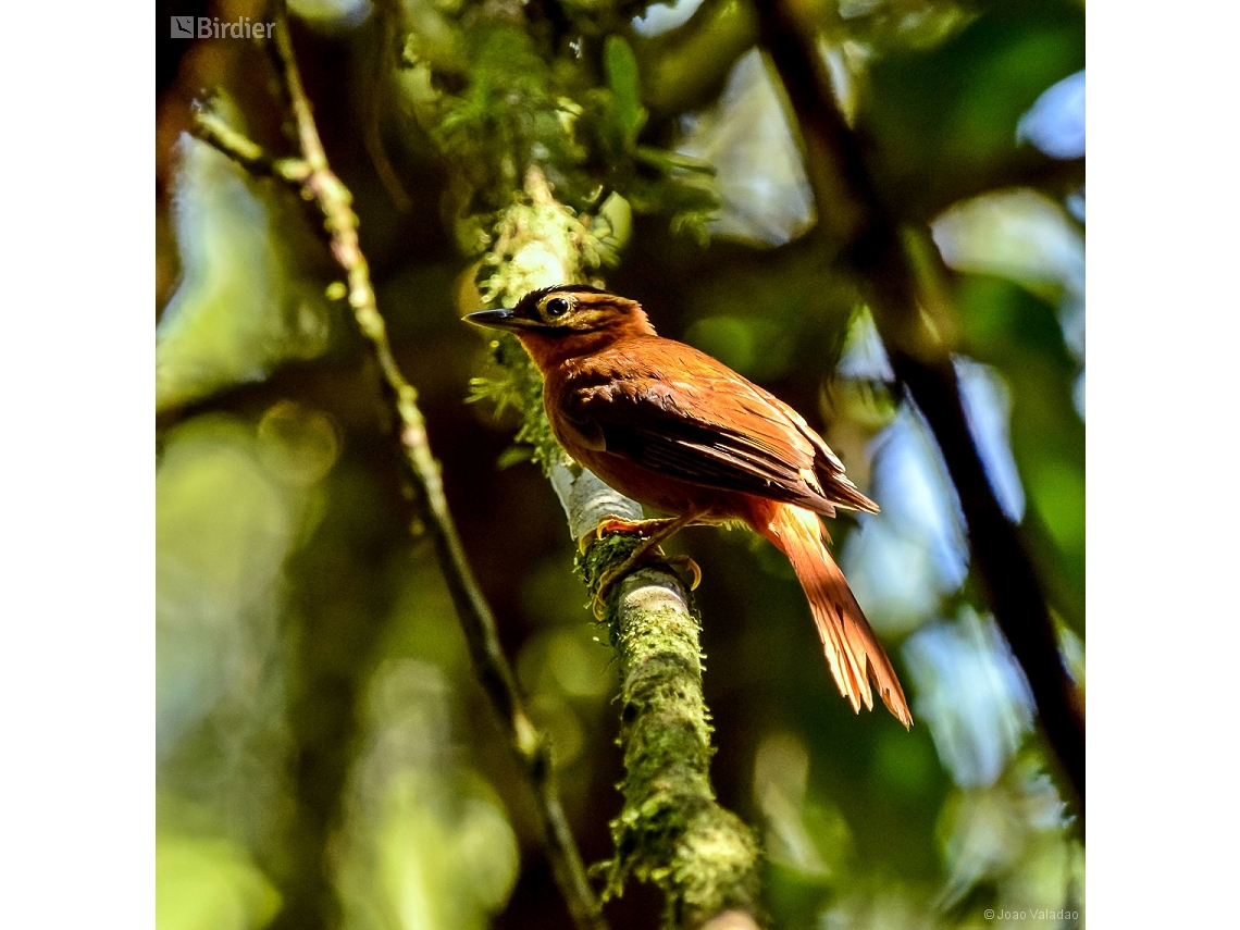 Philydor atricapillus