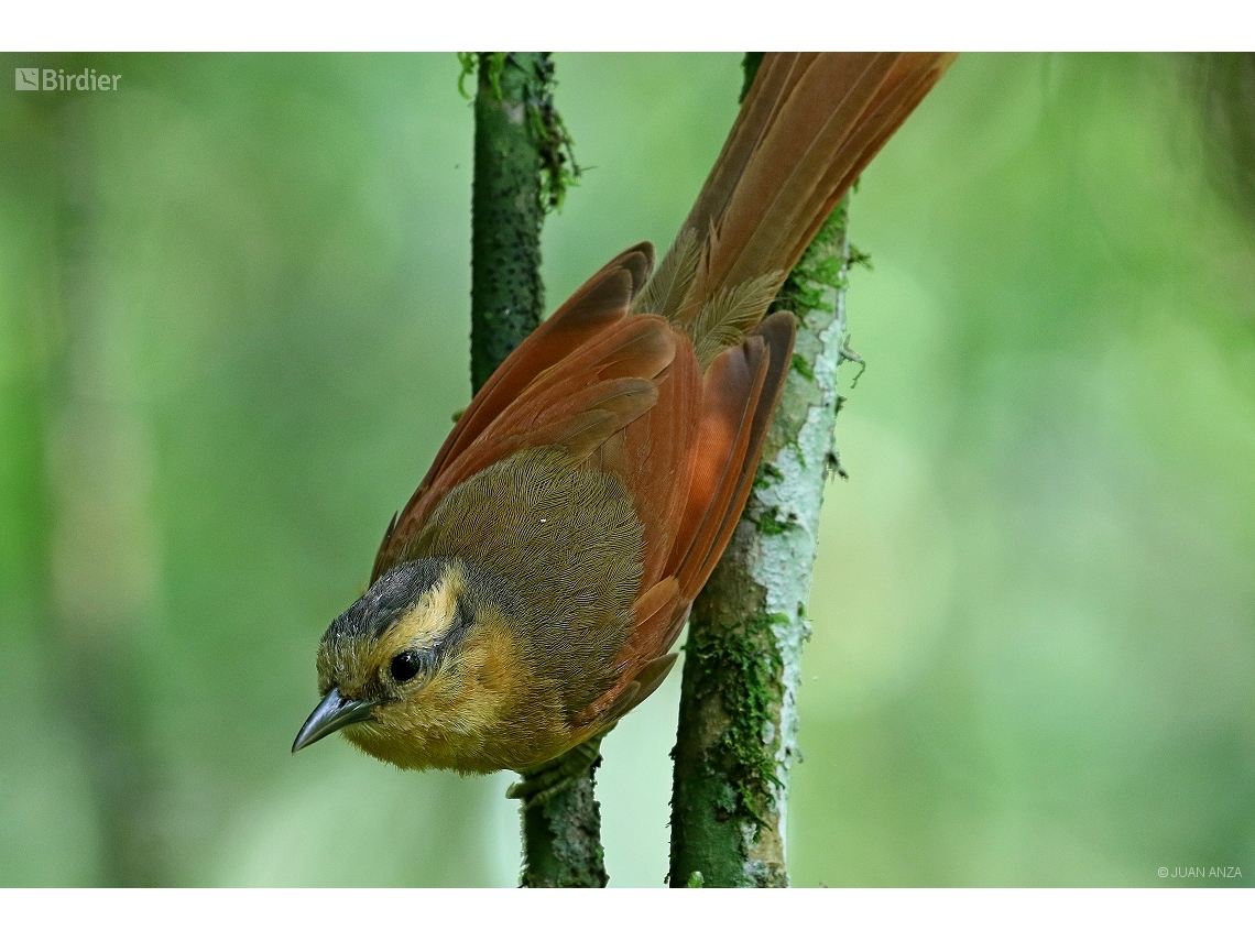 Dendroma rufa