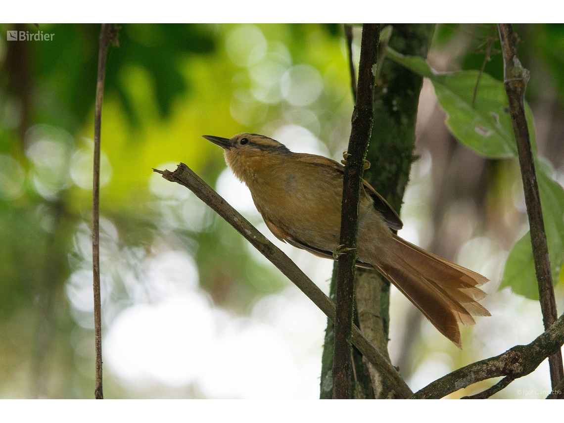 Dendroma rufa