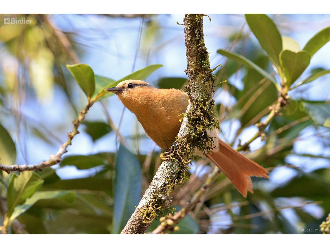 Dendroma rufa