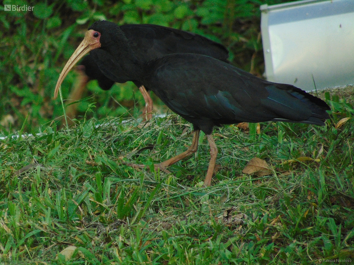 Phimosus infuscatus