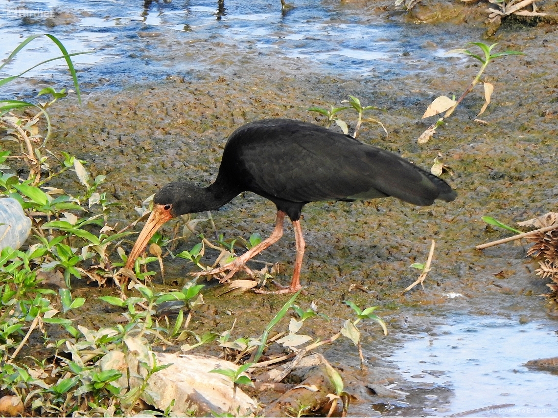 Phimosus infuscatus