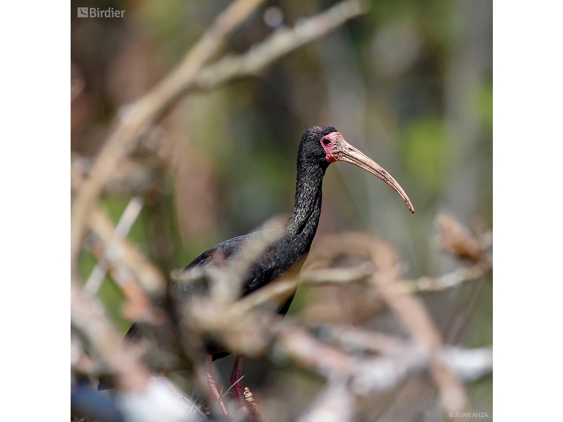 Phimosus infuscatus