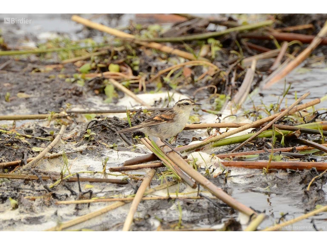 Phleocryptes melanops