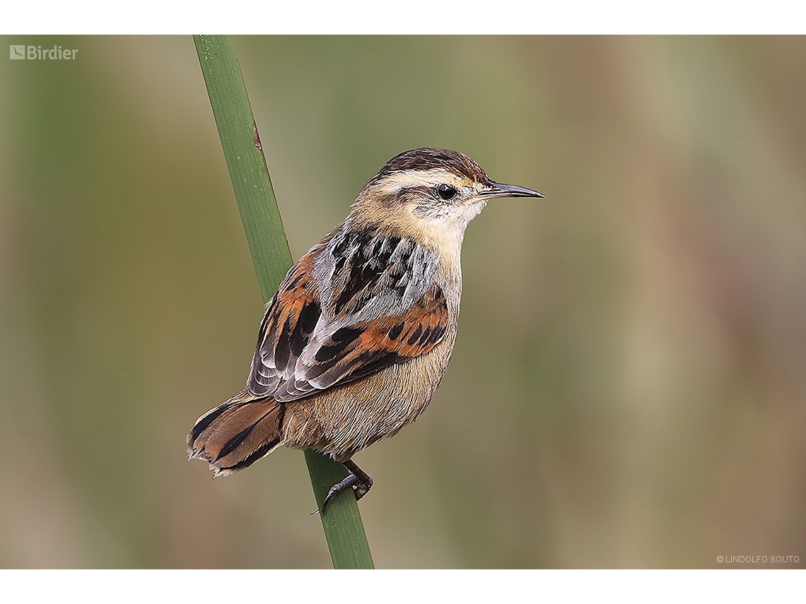 Phleocryptes melanops