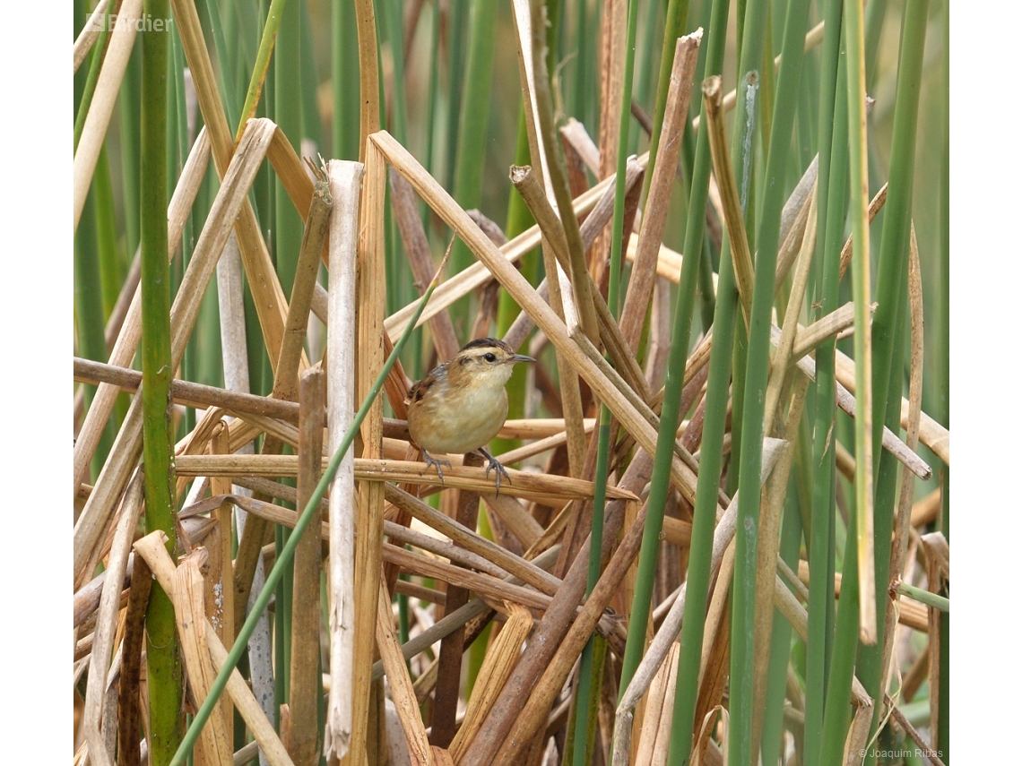 Phleocryptes melanops