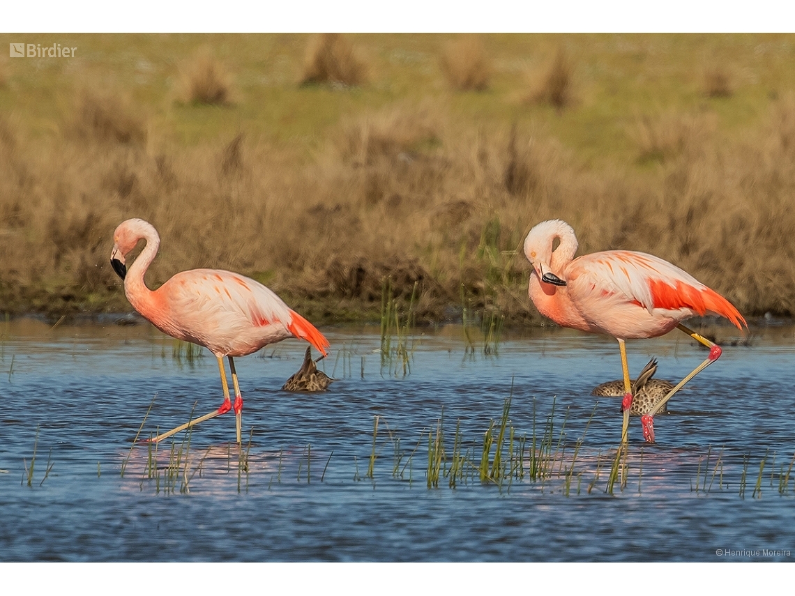 Phoenicopterus chilensis