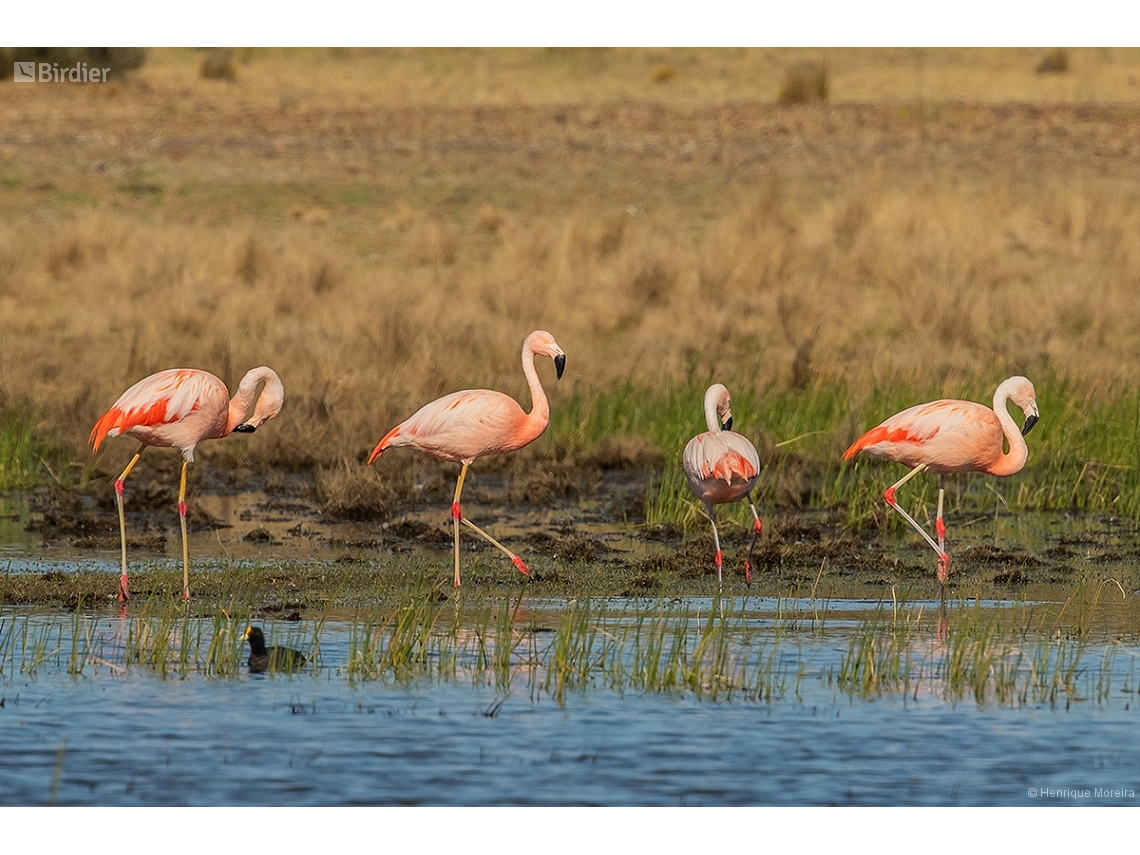 Phoenicopterus chilensis