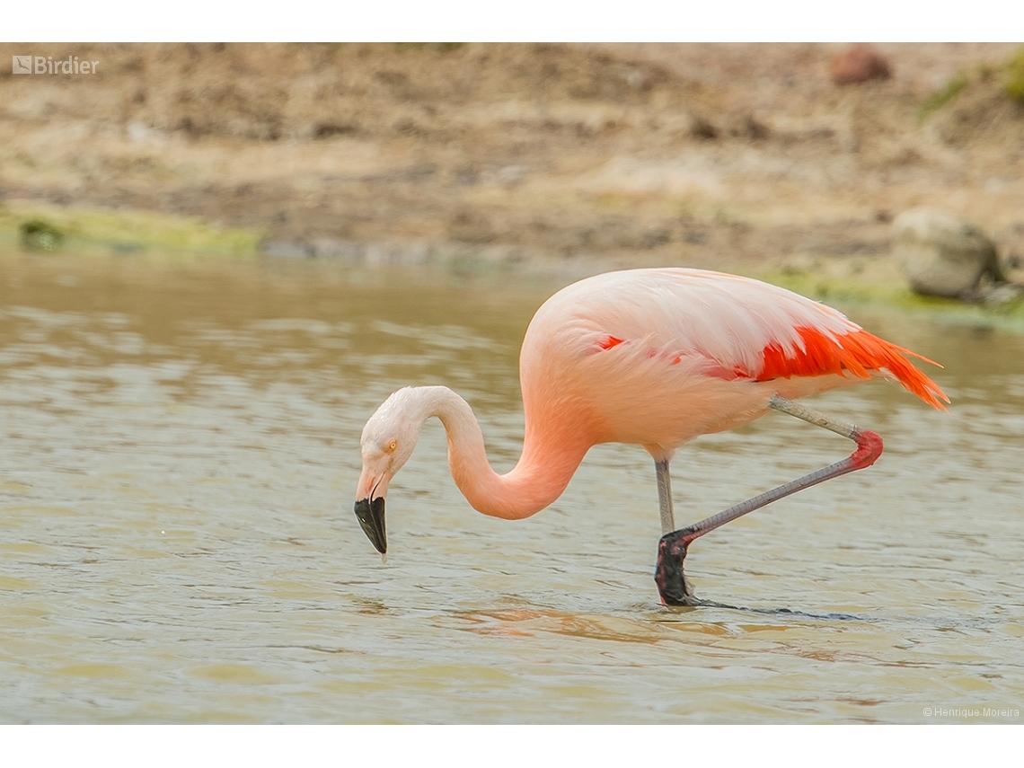 Phoenicopterus chilensis