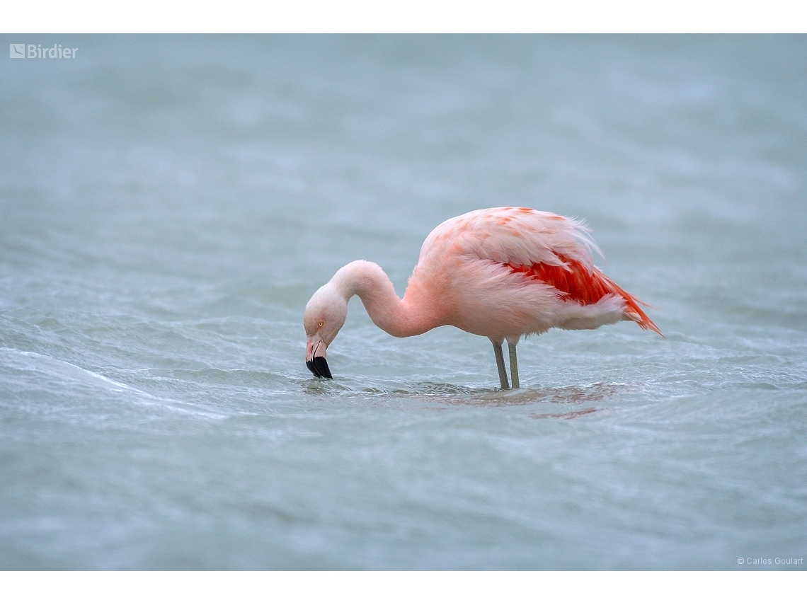 Phoenicopterus chilensis