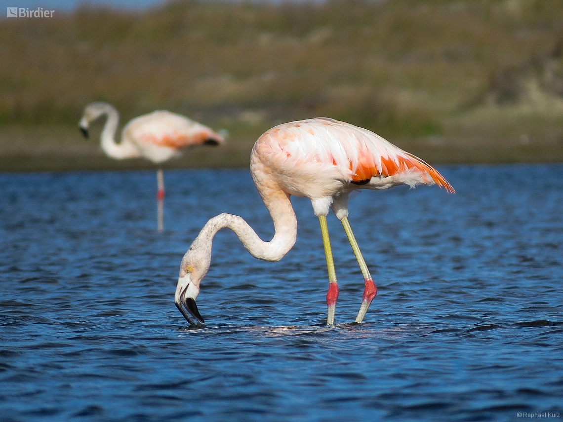 Phoenicopterus chilensis