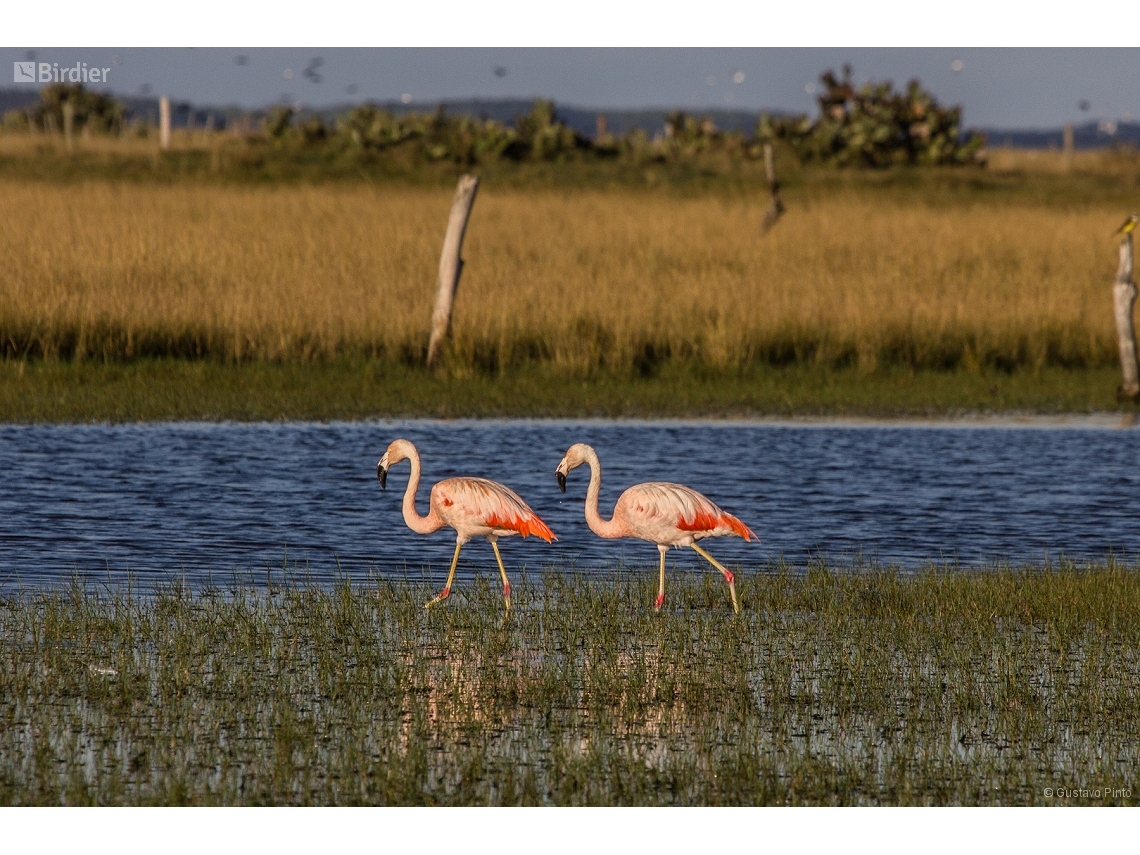 Phoenicopterus chilensis