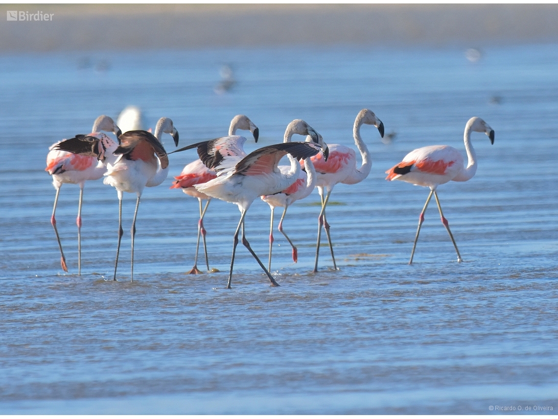 Phoenicopterus chilensis