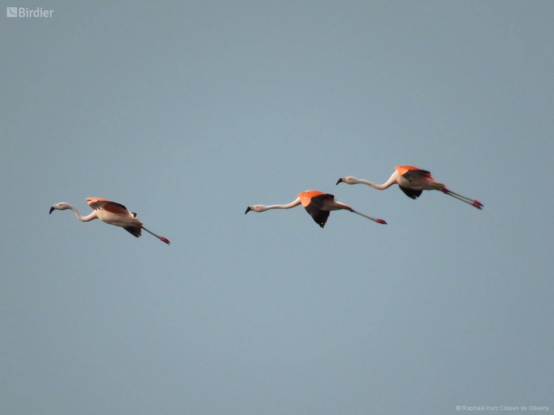 Phoenicopterus chilensis