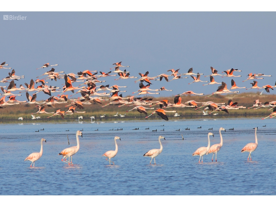 Phoenicopterus chilensis