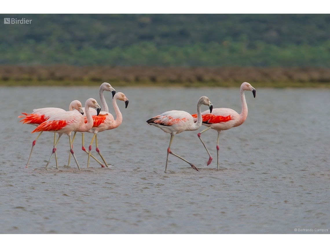 Phoenicopterus chilensis