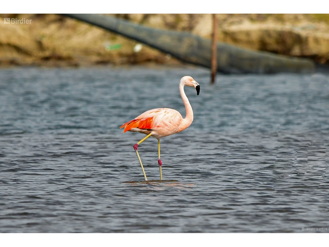 Phoenicopterus chilensis