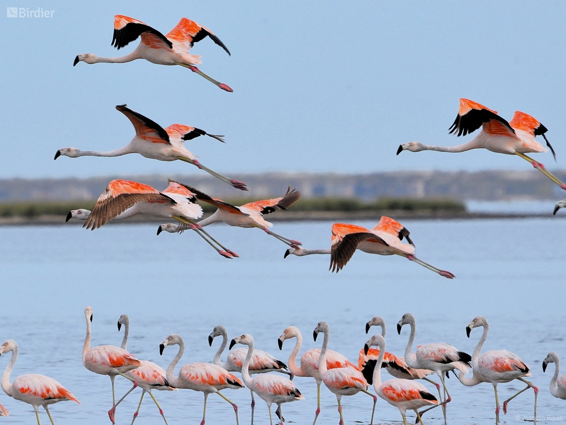 Phoenicopterus chilensis