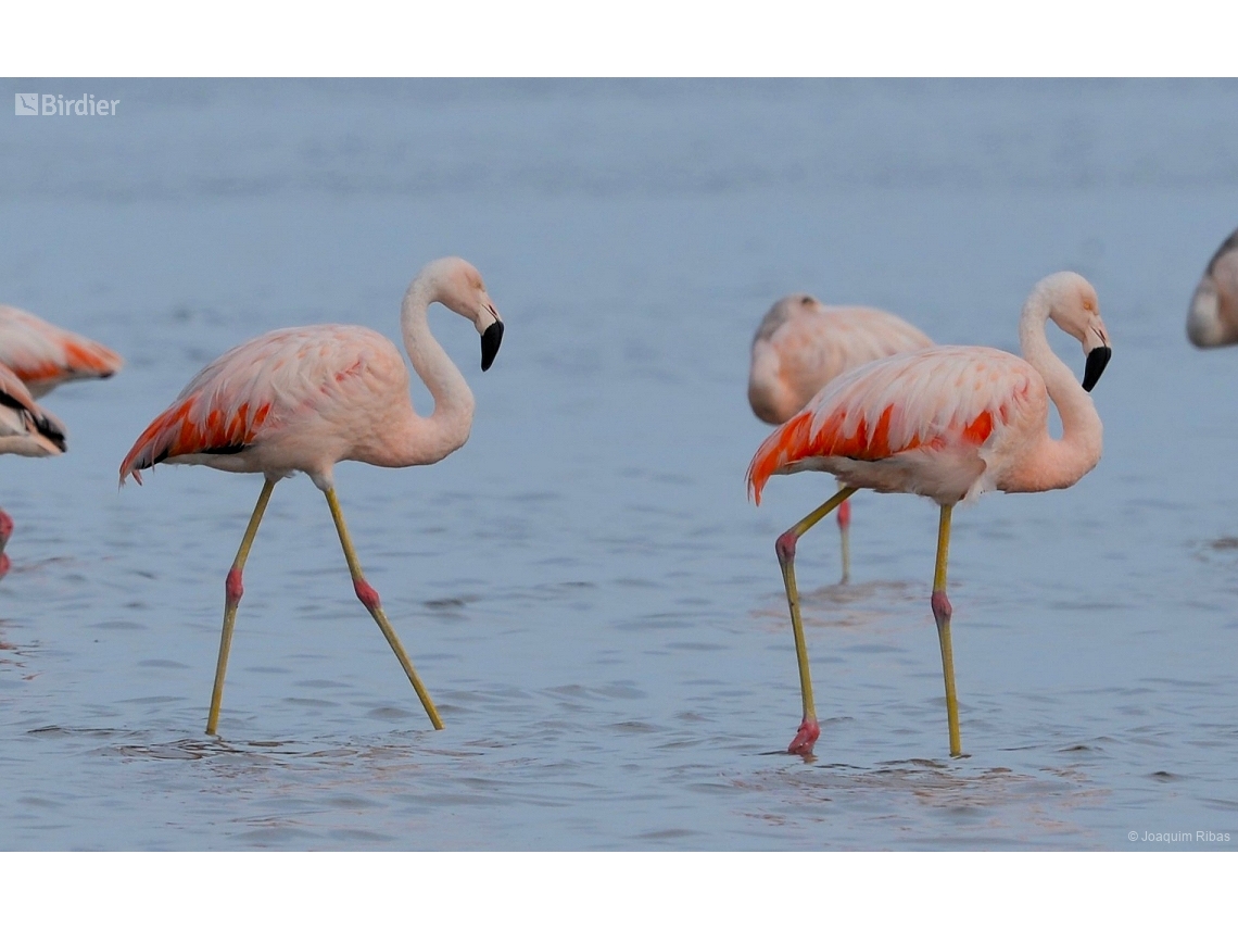 Phoenicopterus chilensis