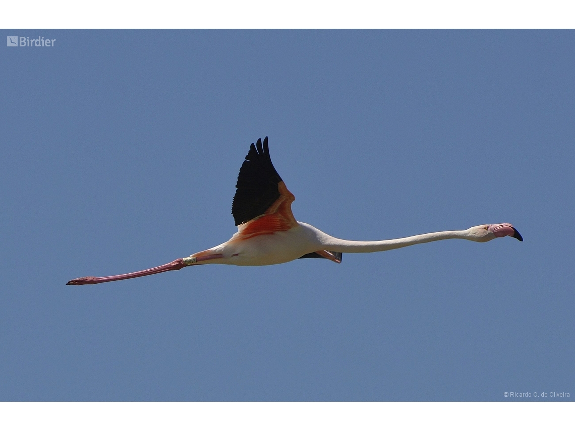 Phoenicopterus roseus