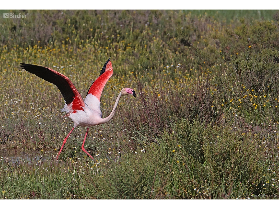 Phoenicopterus roseus