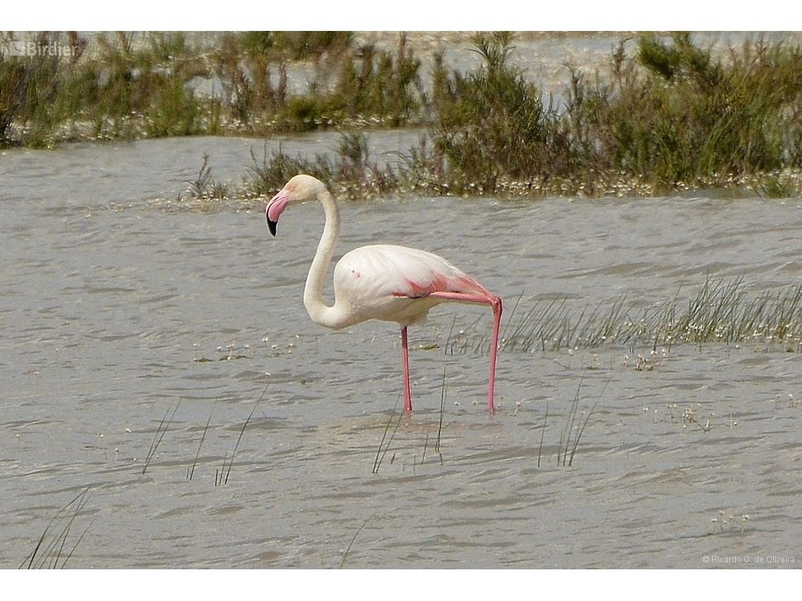 Phoenicopterus roseus