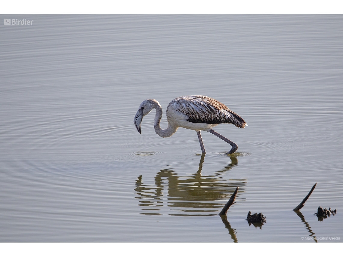 Phoenicopterus roseus