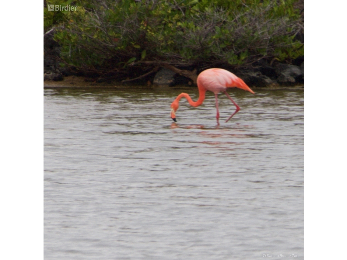 Phoenicopterus ruber