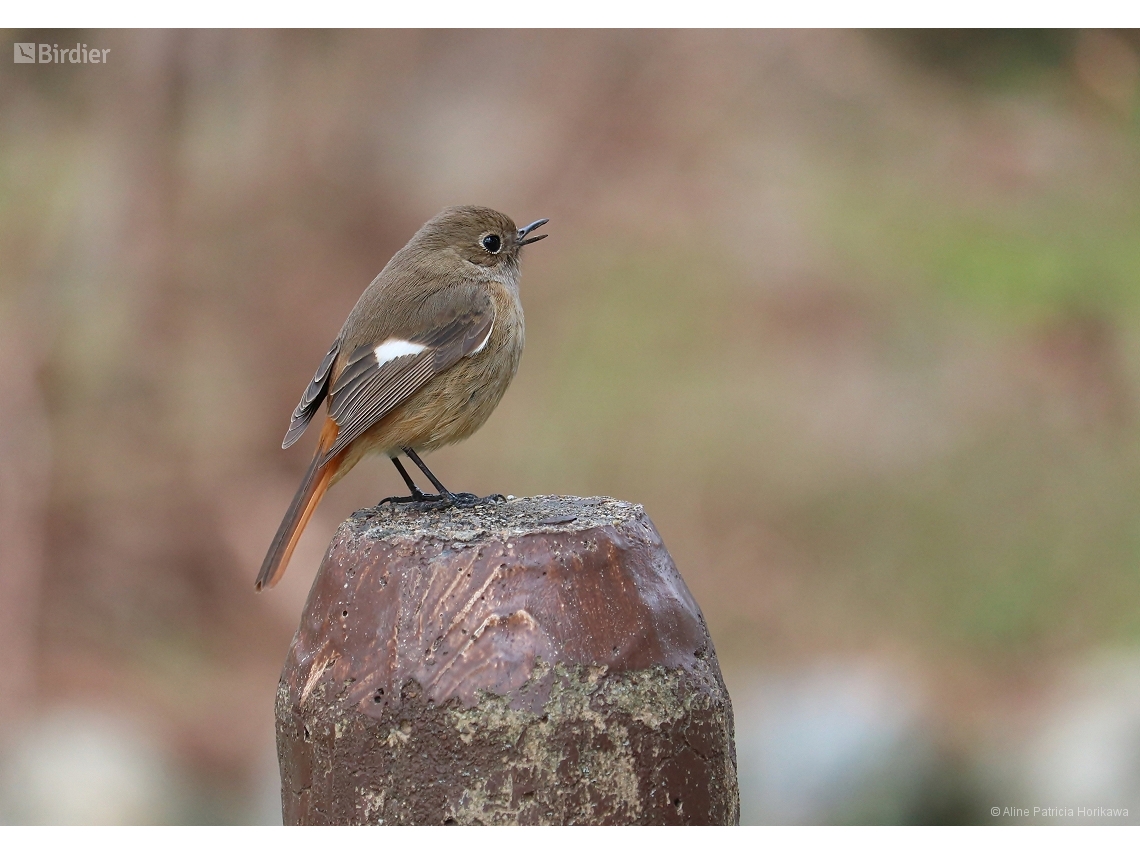 Phoenicurus auroreus