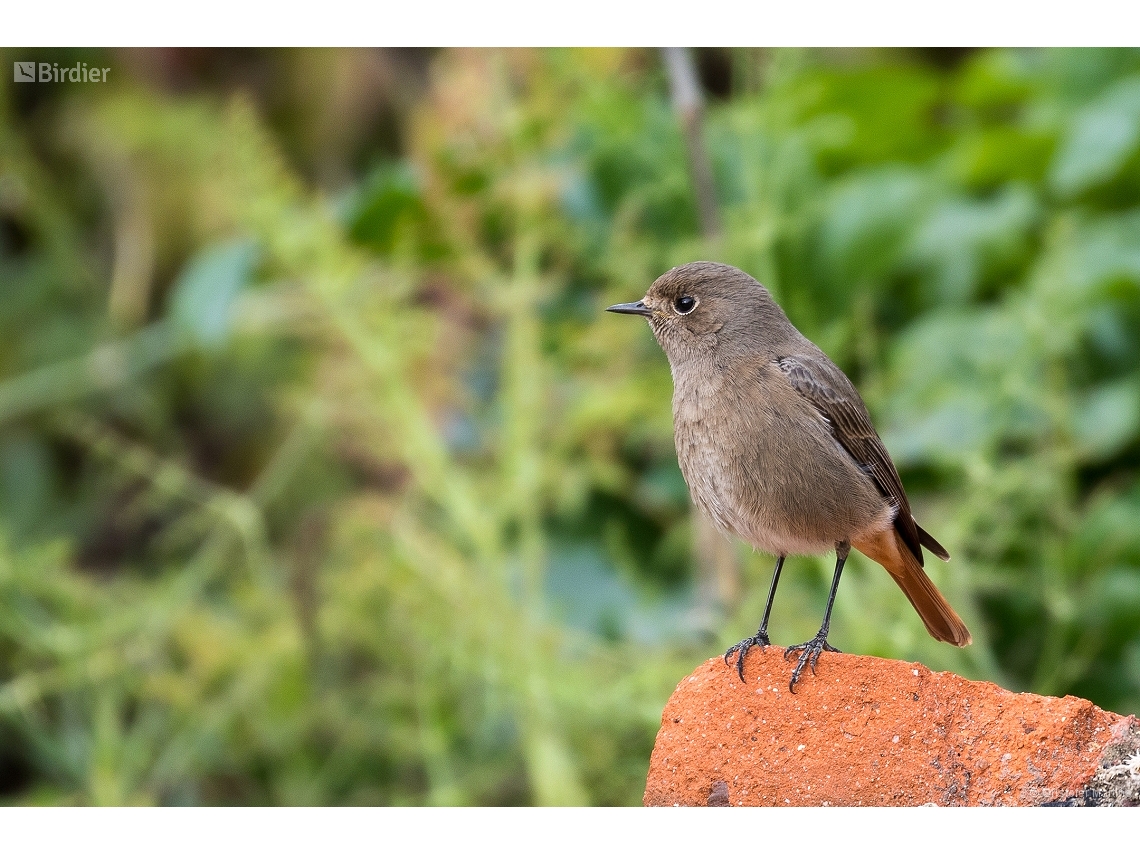 Phoenicurus ochruros