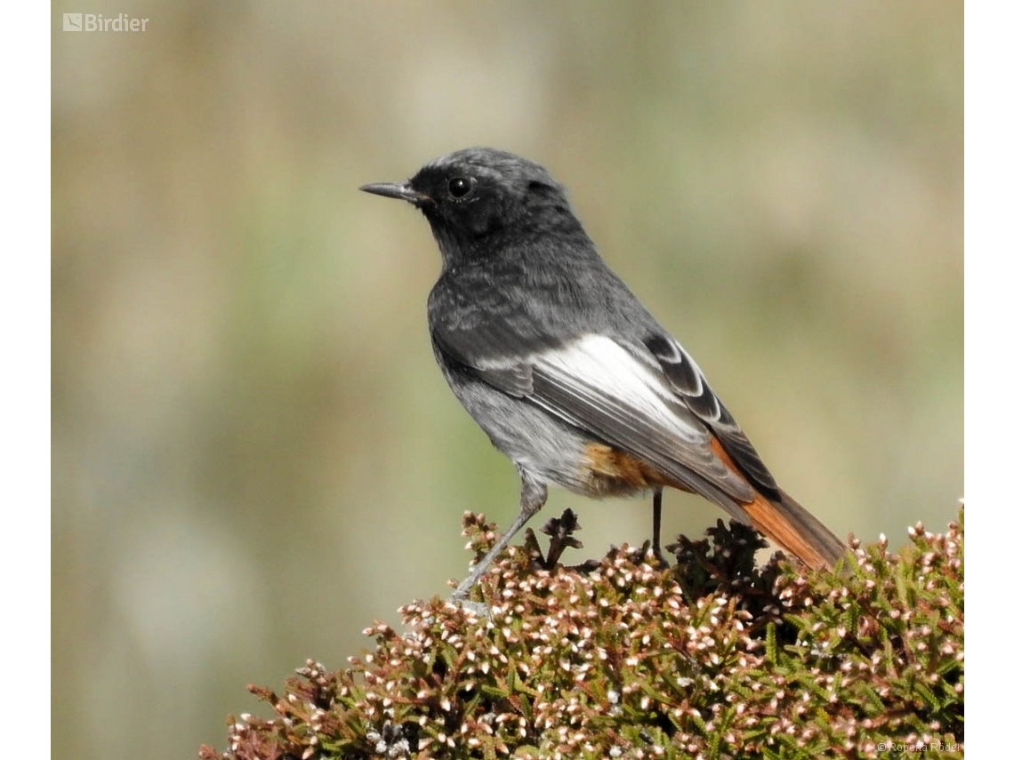 Phoenicurus ochruros